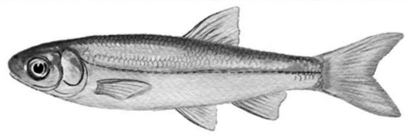 Parachondrostoma turiense_01.jpg